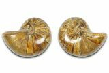 Jurassic Cut & Polished Nautilus (Cymatoceras) Fossil -Madagascar #365519-1